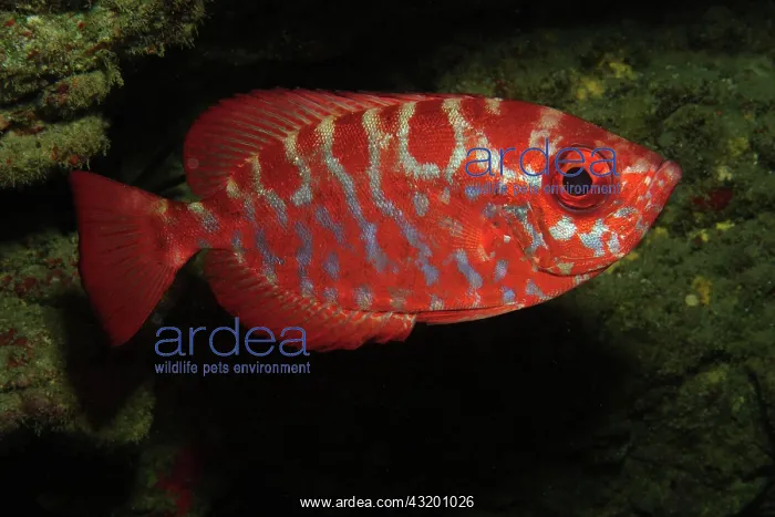 : Glasseye Snapper (Heteropriacanthus cruentatus) : Glasseye Snapper (Heteropriacanthus cruentatus)