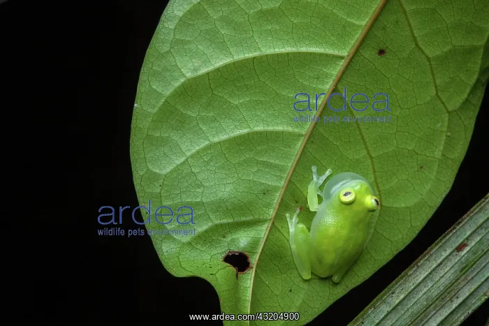 : Glassfrog (Hyalinobatrachium cappellei) male singing : Glassfrog (Hyalinobatrachium cappellei) male singing