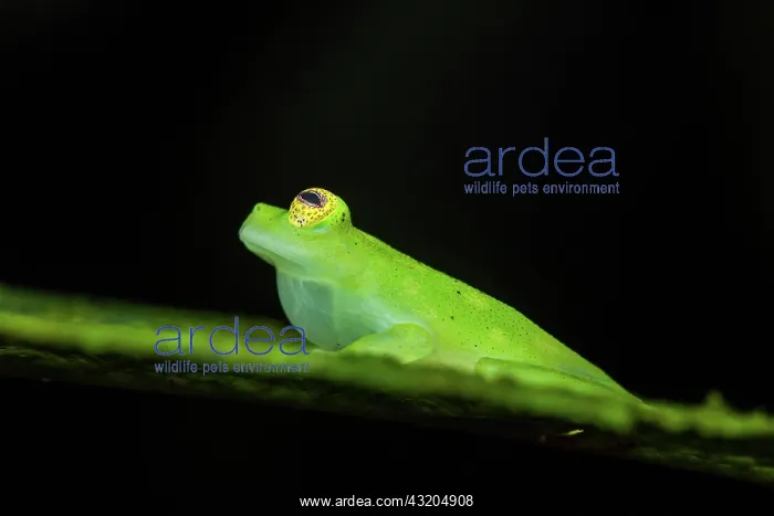 : Glassfrog (Hyalinobatrachium cappellei) male singing : Glassfrog (Hyalinobatrachium cappellei) male singing