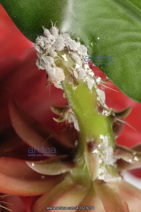 : Glasshouse mealybug : Glasshouse mealybug