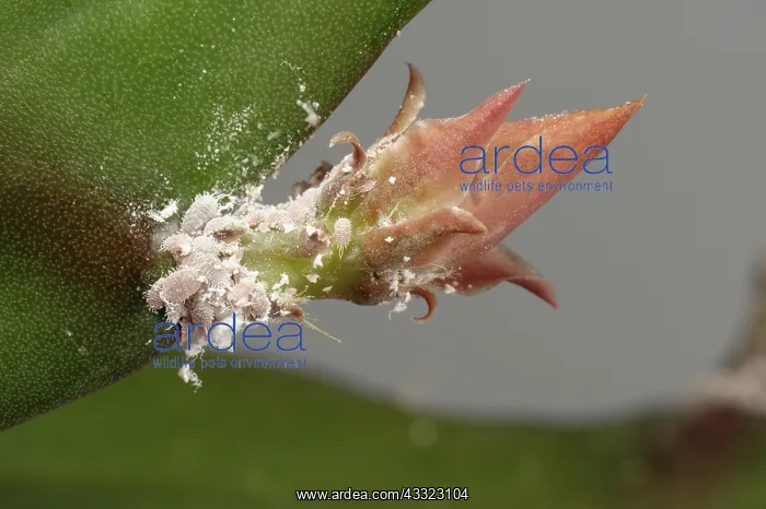 : Glasshouse mealybug : Glasshouse mealybug
