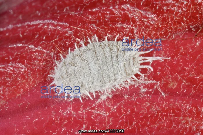 : Glasshouse mealybug : Glasshouse mealybug