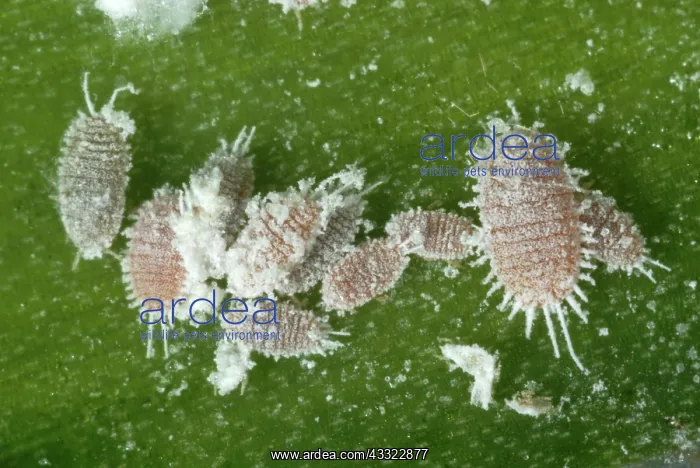 : Glasshouse mealybugs : Glasshouse mealybugs