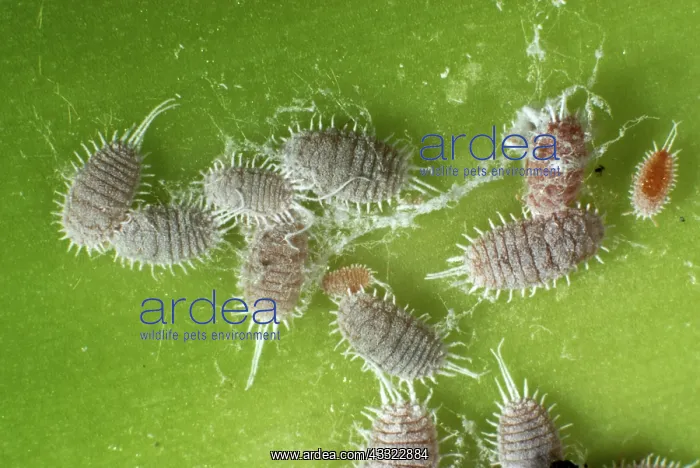 : Glasshouse mealybugs : Glasshouse mealybugs