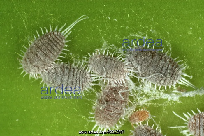 : Glasshouse mealybugs : Glasshouse mealybugs