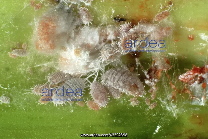 : Glasshouse mealybugs : Glasshouse mealybugs