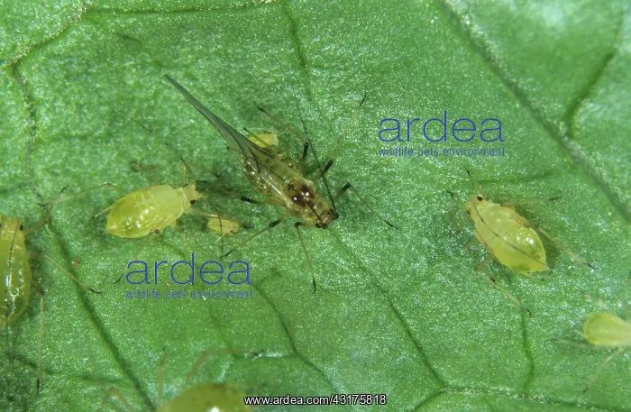 : Glasshouse potato aphid alate : Glasshouse potato aphid alate