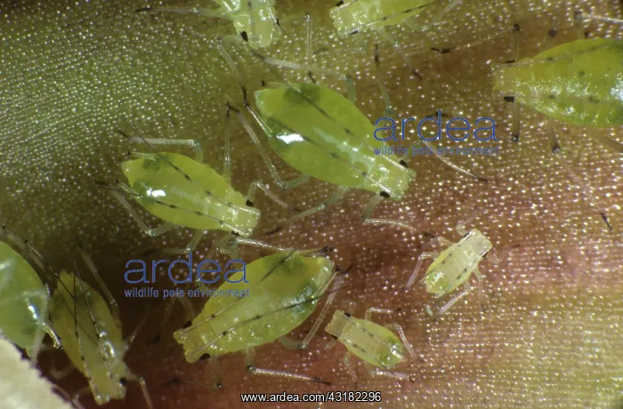 : Glasshouse potato aphid on orchid : Glasshouse potato aphid on orchid