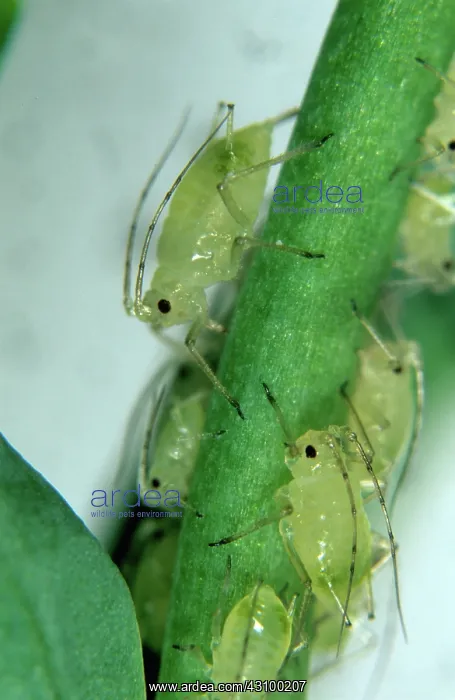 : Glasshouse potato aphids (Aulacorthum solani) : Glasshouse potato aphids (Aulacorthum solani)