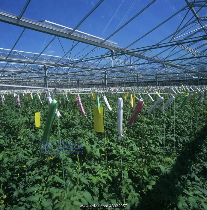 : Glasshouse tomato crop : Glasshouse tomato crop