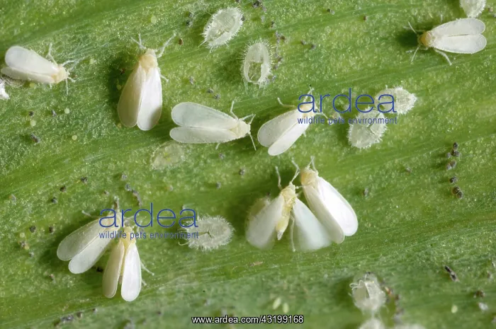 : Glasshouse whitefly : Glasshouse whitefly