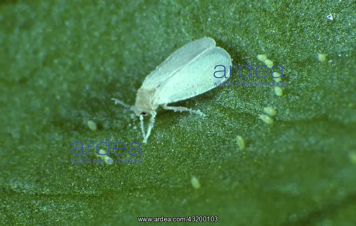: Glasshouse Whitefly : Glasshouse Whitefly