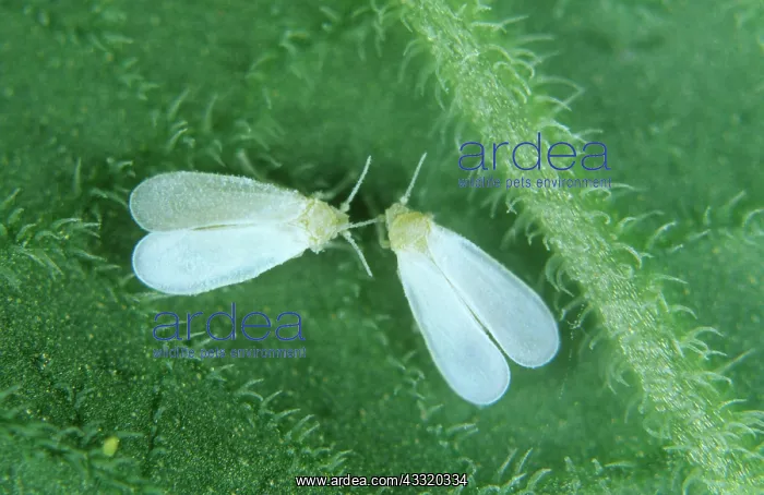 : Glasshouse whitefly : Glasshouse whitefly