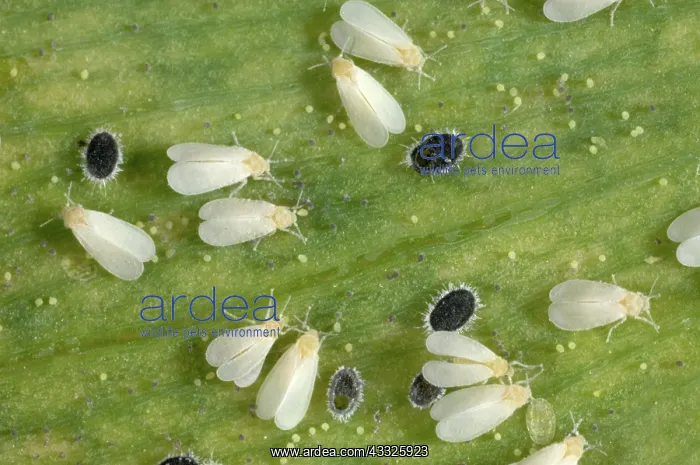 : Glasshouse whitefly : Glasshouse whitefly