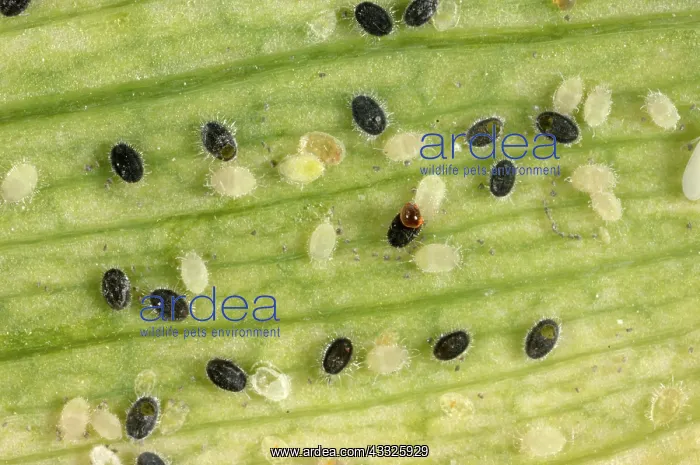 : Glasshouse whitefly : Glasshouse whitefly