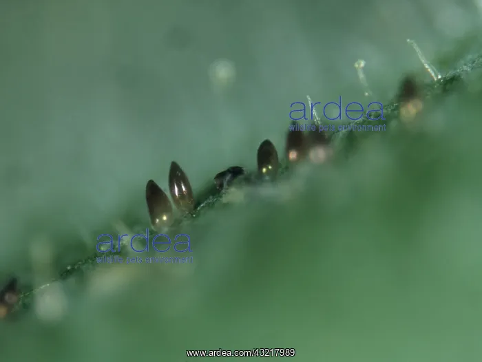  : Glasshouse whitefly eggs