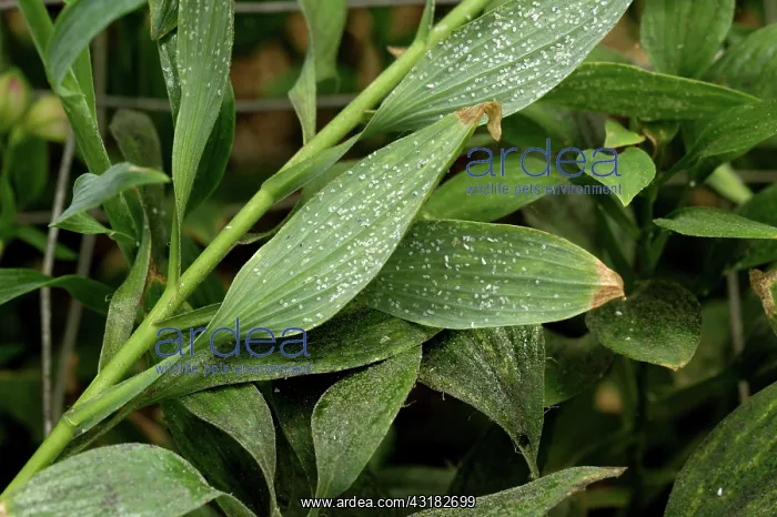 : Glasshouse whitefly infestation : Glasshouse whitefly infestation