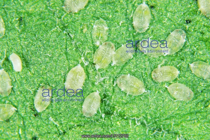: Glasshouse Whitefly Larvae : Glasshouse Whitefly Larvae