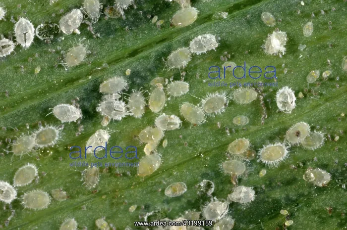 : Glasshouse whitefly larvae : Glasshouse whitefly larvae