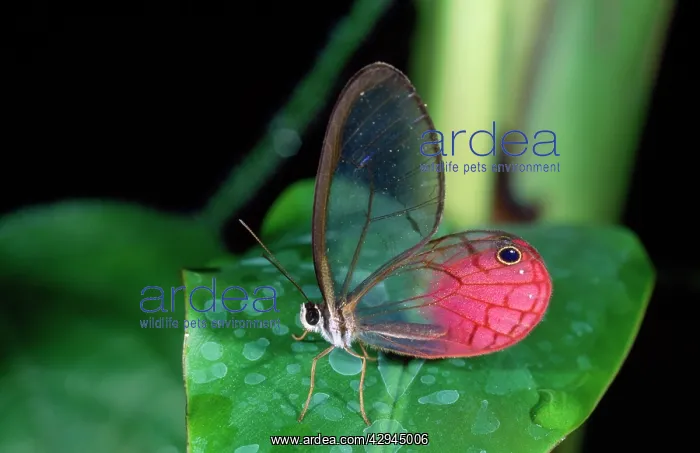: Glasswing BUTTERFLY : Glasswing BUTTERFLY
