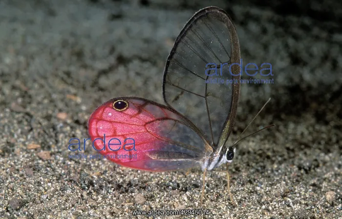: Glasswing BUTTERFLY : Glasswing BUTTERFLY