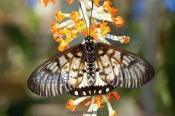 : Glasswing Butterfly : Glasswing Butterfly