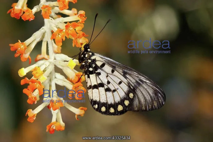 : Glasswing Butterfly : Glasswing Butterfly