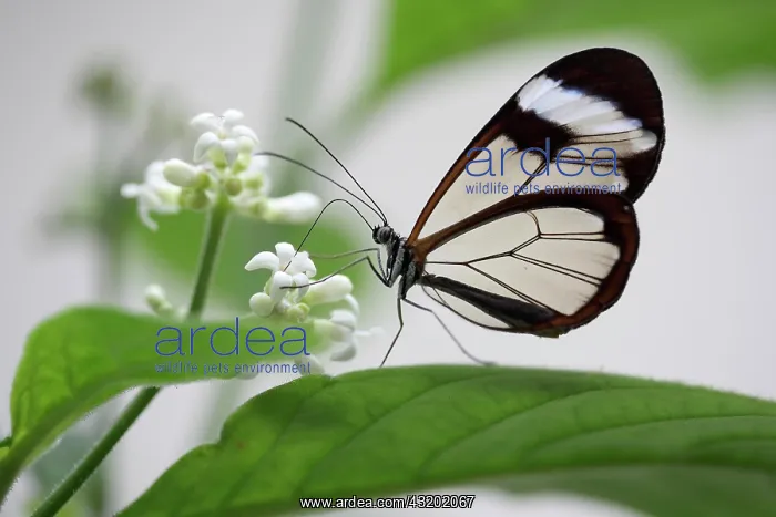 : Glasswing butterfly (greta oto), butterfly species : Glasswing butterfly (greta oto), butterfly species