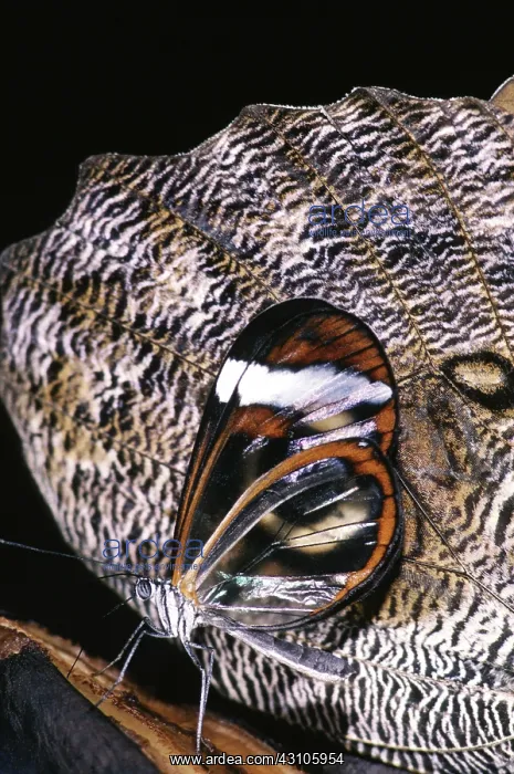 : Glasswing Butterfly next to an Owl Butterfly : Glasswing Butterfly next to an Owl Butterfly