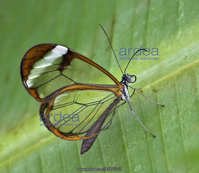 : Glasswing (Greta oto). Stratford : Glasswing (Greta oto). Stratford