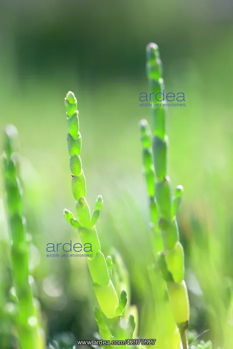  : Glasswort (Salicornia europaea)