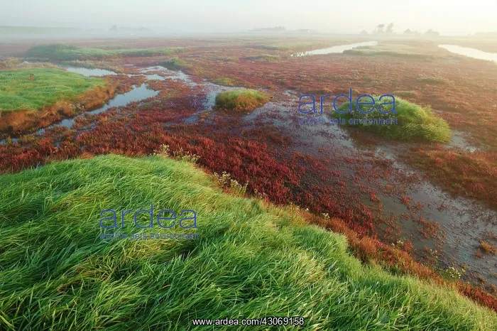 : Glasswort (salicornia europaea) vegetation on a saltmarsh of nature reserve : Glasswort (salicornia europaea) vegetation on a saltmarsh of nature reserve