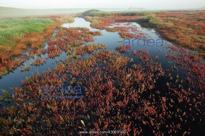 : Glasswort (salicornia europaea) and Sea Aster : Glasswort (salicornia europaea) and Sea Aster