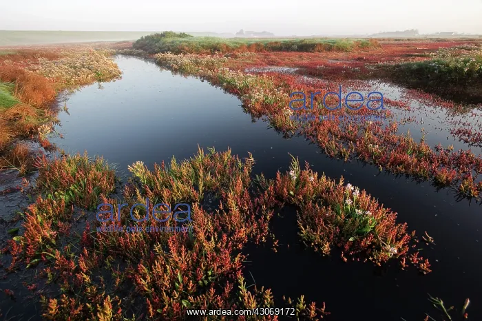 : Glasswort (salicornia europaea) and Sea Aster : Glasswort (salicornia europaea) and Sea Aster