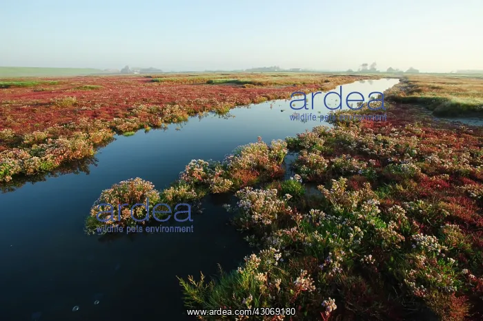 : Glasswort (salicornia europaea) and Sea Aster : Glasswort (salicornia europaea) and Sea Aster