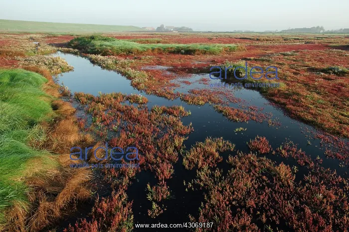  : Glasswort (salicornia europaea) vegetation on a saltmarsh of nature reserve