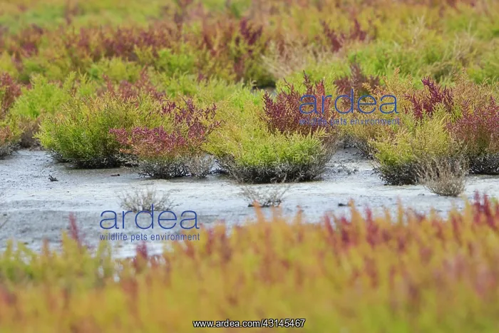 : Glasswort (Salicornia europaea) in autumn : Glasswort (Salicornia europaea) in autumn