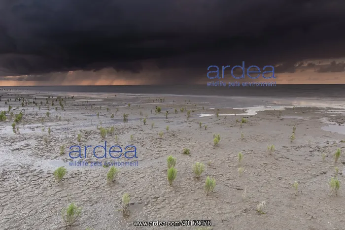 : Glasswort. Rain clouds above the waddensea with Glasswort : Glasswort. Rain clouds above the waddensea with Glasswort