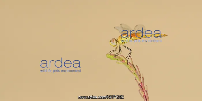  : Glasswort. Red-veined Darter (Sympetrum fonscolombii) female resting on Glasswort 