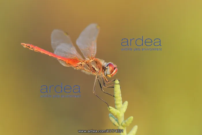 : Glasswort. Red-veined Darter (Sympetrum fonscolombii) male resting on Glasswort : Glasswort. Red-veined Darter (Sympetrum fonscolombii) male resting on Glasswort