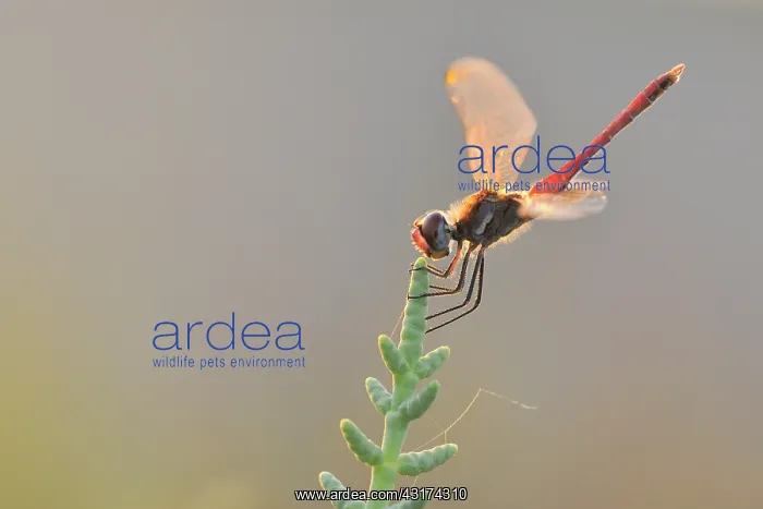 : Glasswort. Red-veined Darter (Sympetrum fonscolombii) male resting on Glasswort : Glasswort. Red-veined Darter (Sympetrum fonscolombii) male resting on Glasswort