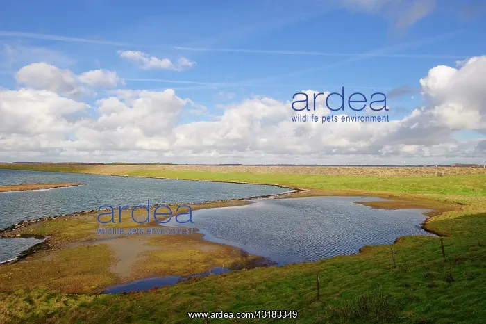 : Glasswort. scene of Zuidkust Schouwen nature reserve in winter with vegetation : Glasswort. scene of Zuidkust Schouwen nature reserve in winter with vegetation