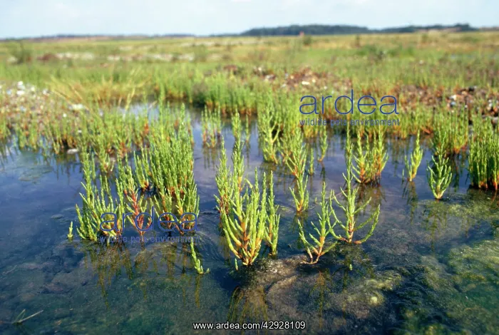 : Glasswort - growing in silty mudflats : Glasswort - growing in silty mudflats
