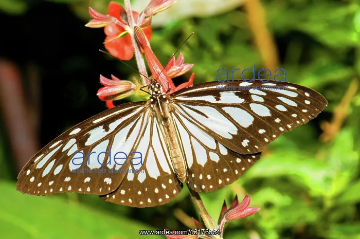 : Glassy Blue Tiger Butterfly : Glassy Blue Tiger Butterfly