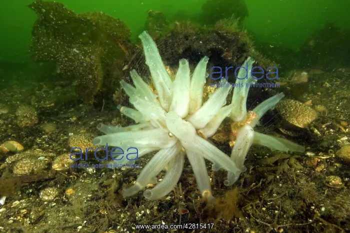 : Glassy sea squirt Ascidia paratropa Vancouver Island British : Glassy sea squirt Ascidia paratropa Vancouver Island British