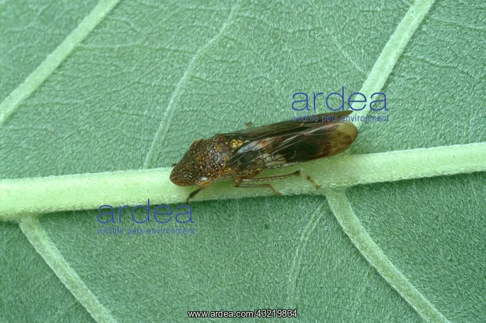 : Glassy-winged Sharpshooter : Glassy-winged Sharpshooter