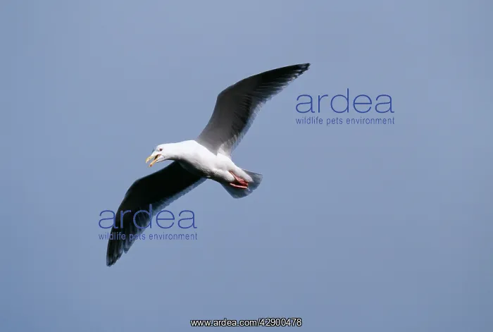 : Glauccous Winged GULL - calling in flight : Glauccous Winged GULL - calling in flight