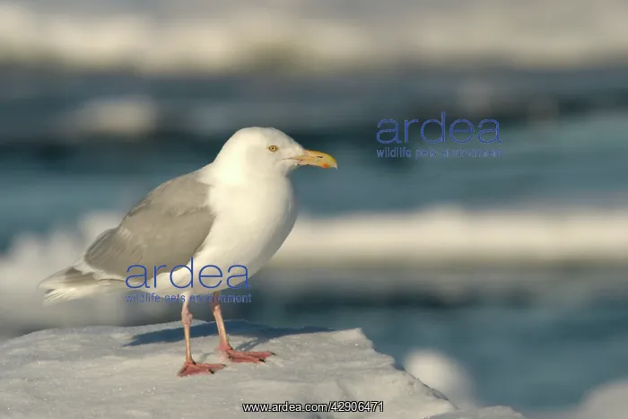 : Glaucous Gull : Glaucous Gull