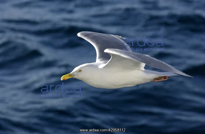 : Glaucous Gull : Glaucous Gull