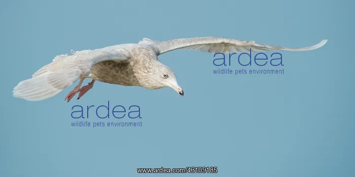 : Glaucous Gull : Glaucous Gull